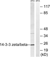 14-3-3 β/ζ rabbit pAb